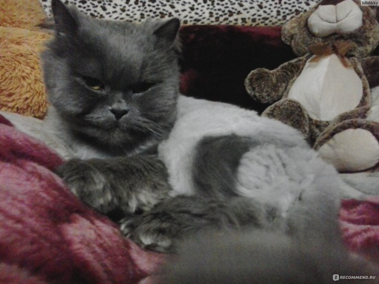 Стрижка кота Муром