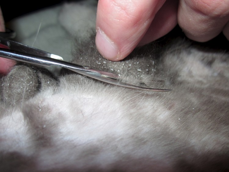 Выстригание колтунов у кошки