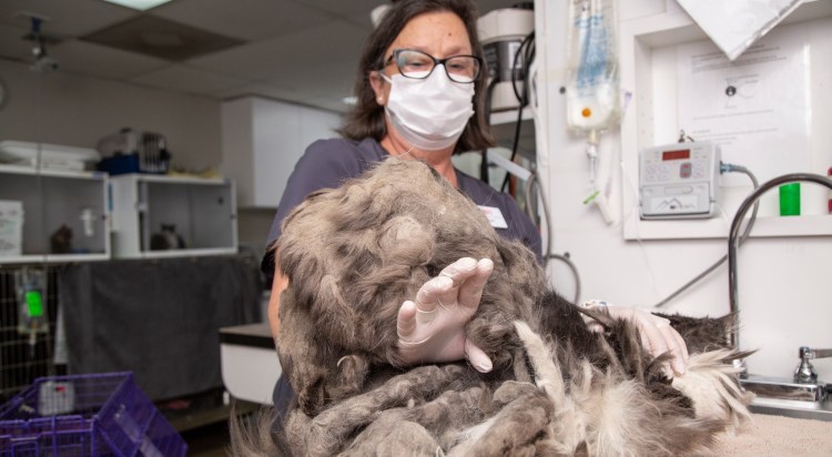 Стрижки кошек в Ульяновске цена