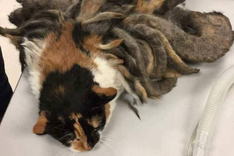 Свалявшаяся шерсть у кошки