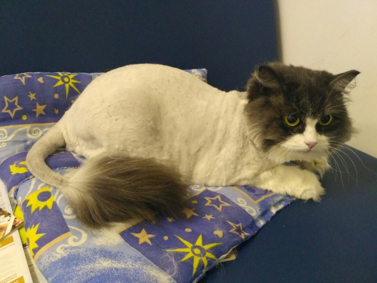 Черный стричь