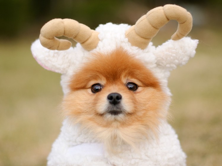 Порода собак пикапу