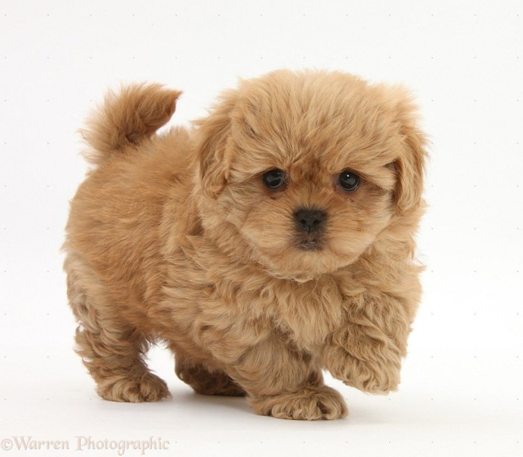 Порода мальтипу