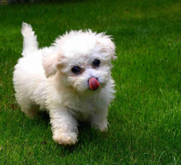 Мальтипу абрикосовый