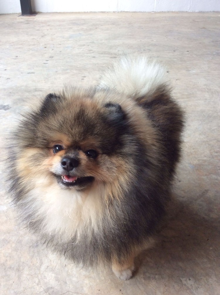 Мальтийская болонка мальтипу