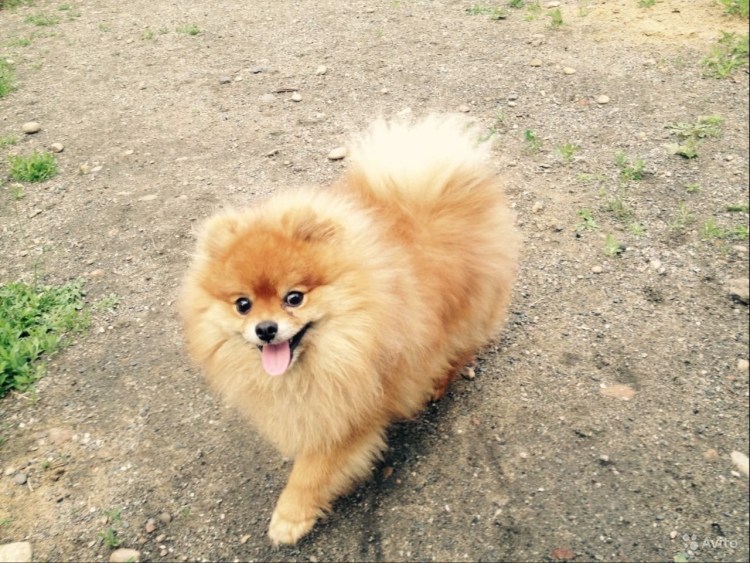 Кавапу кавалер-Кинг-Чарльз-спаниель