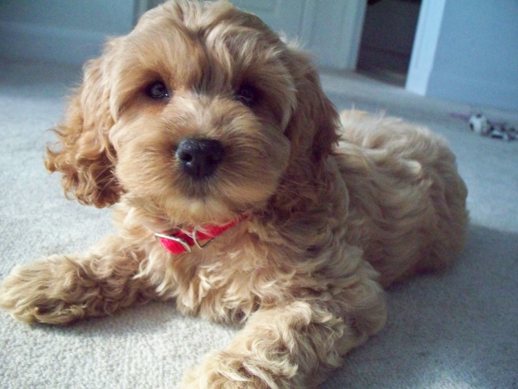 Пекинес с болонкой