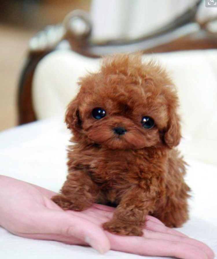 Бутуз порода