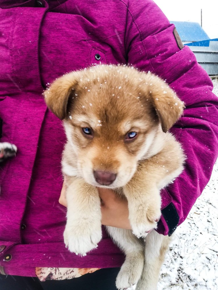 Информация про собаку мальтипу