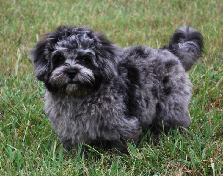 Курносые собаки