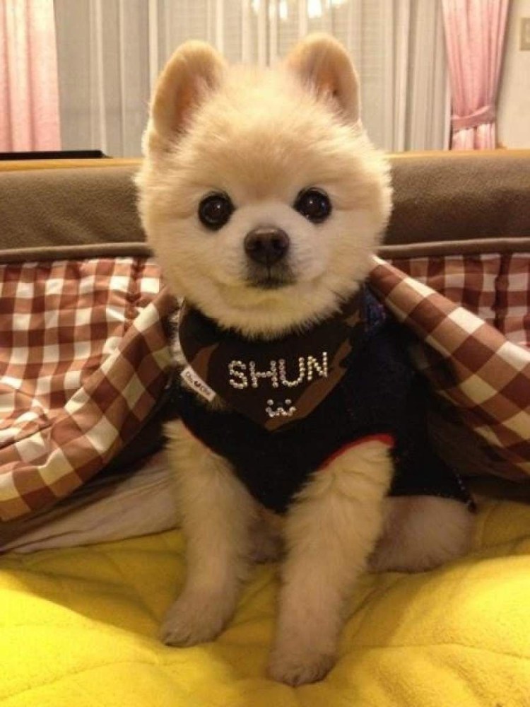 Пикапу собака