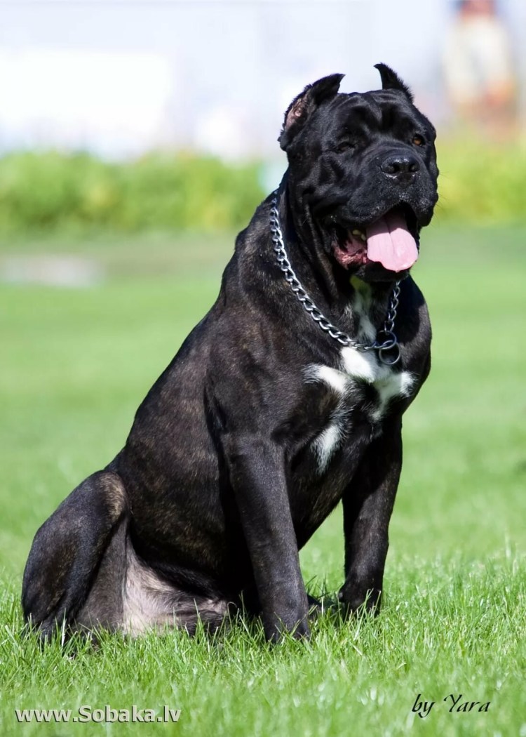 Итальянская порода собак Кане Корсо