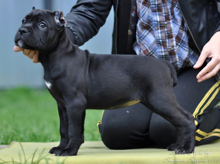 Порода итальянский Кане Корсо