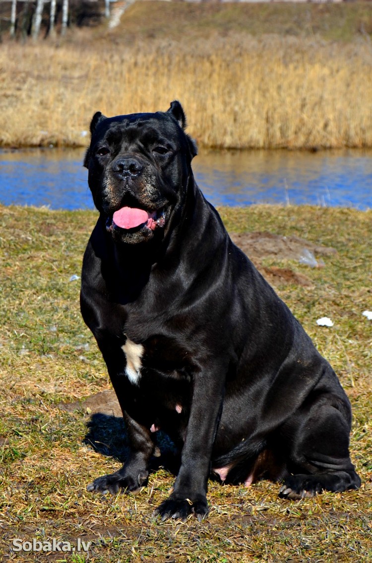 Породы похожие на Кане Корсо внешне