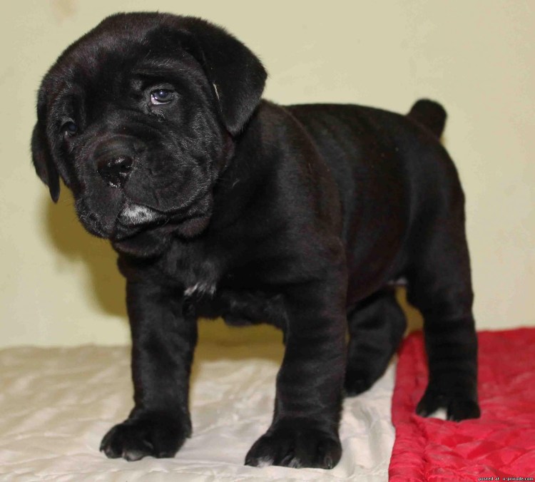 Кане Корсо Корсо