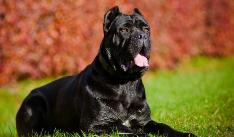 Порода Кане Корсо фото
