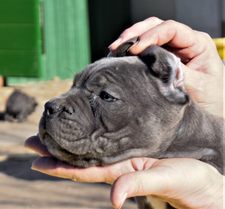 Кане Корсо серый щенок