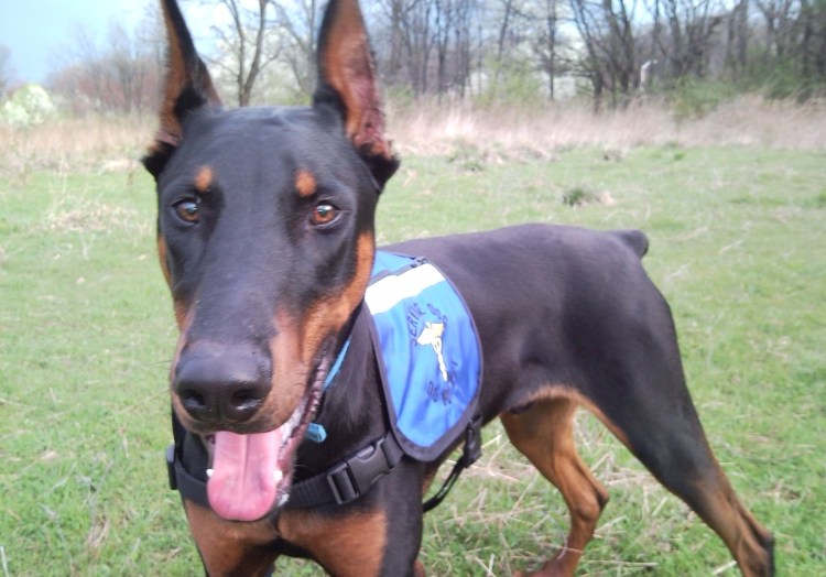 Доберман класс Pet