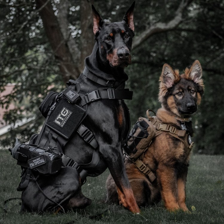 Доберман служебная собака