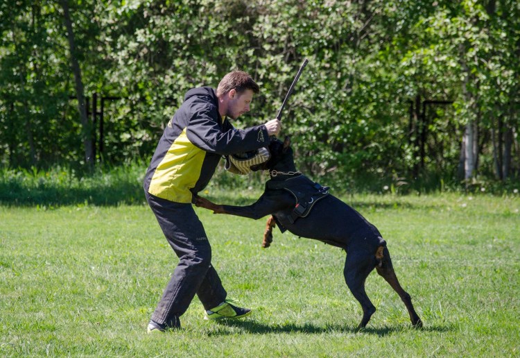 Доберман ОКД