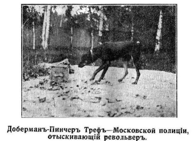 Доберман-пинчер Эстетика