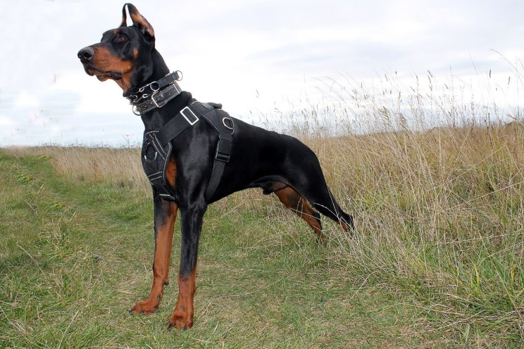 Американский Доберман пинчер