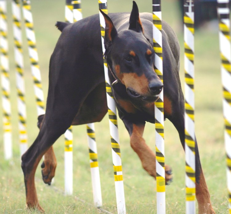 Доберман-пинчер аджилити