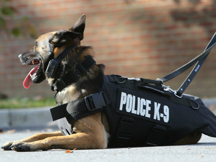 Малинуа Police к -9