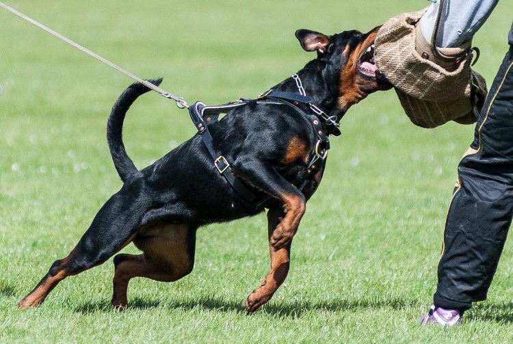 Доберман пинчер дрессировка