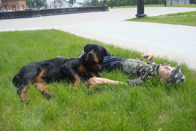 Собаки УФСИН