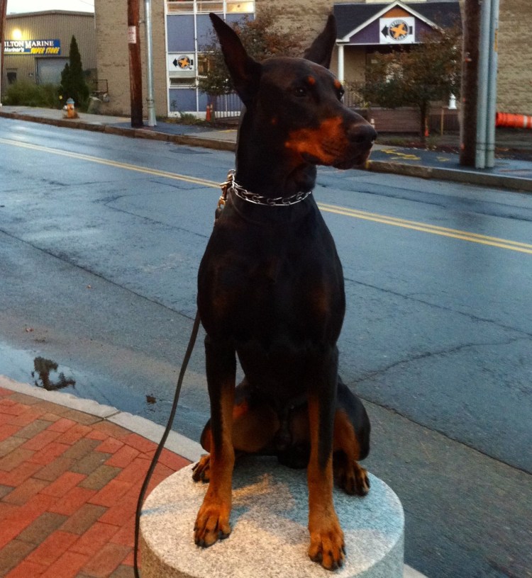 Два добермана братья