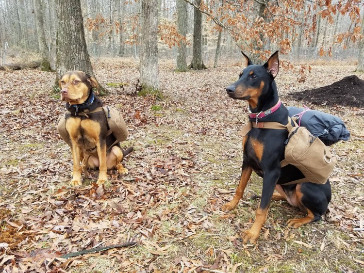 Доберман Европейский