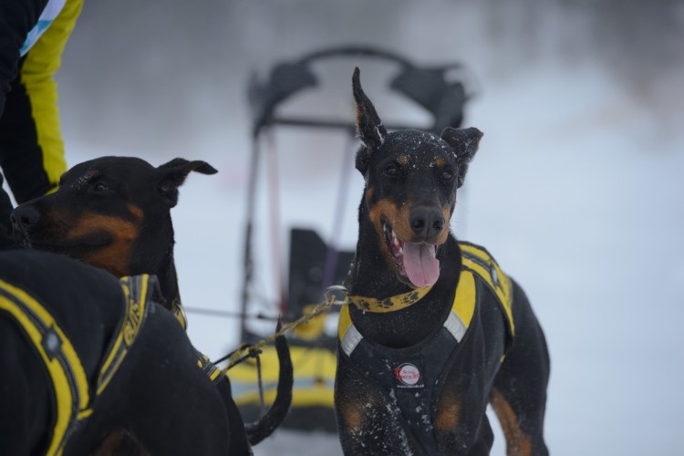 Собака Доберман полиция