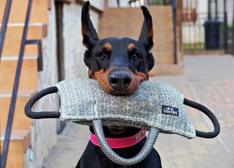 Любых собак