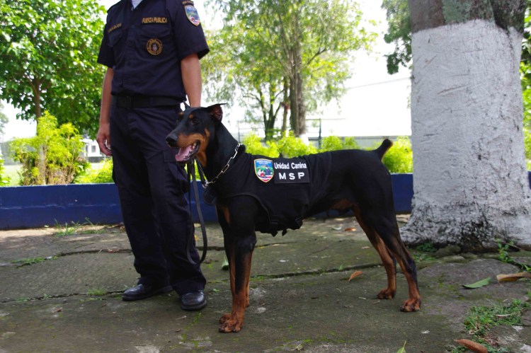 Полицейские собаки Доберманы