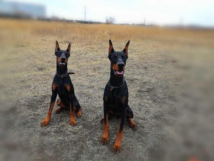Малинуа и Доберман