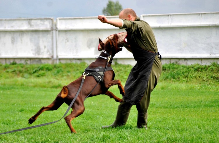 Защитно Караульная служба Доберман