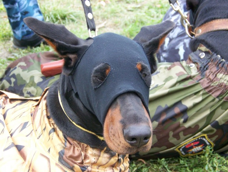 Фрязино Кинологический центр