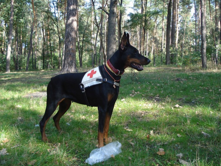 Маленькая собачка похожая на добермана