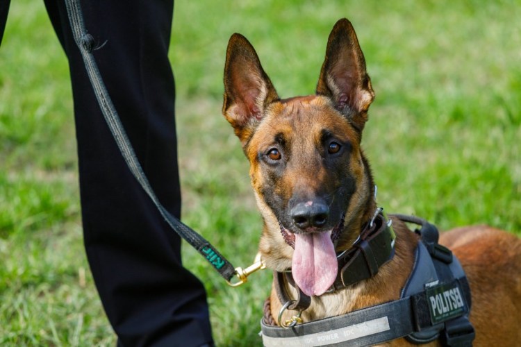 Полицейский с собакой