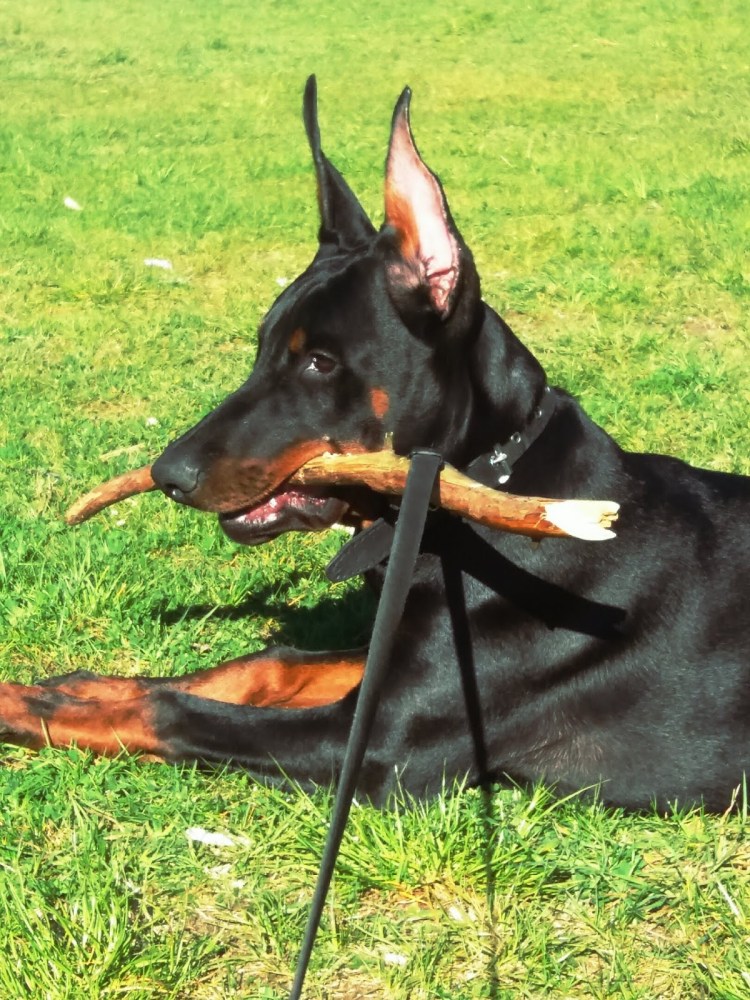 Доберман с оружием