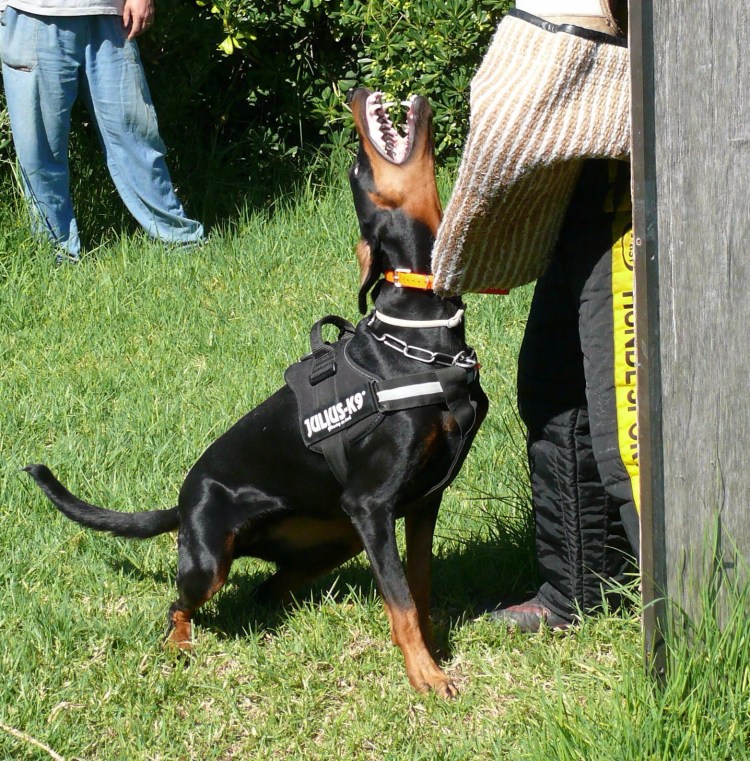 Малинуа спецназ