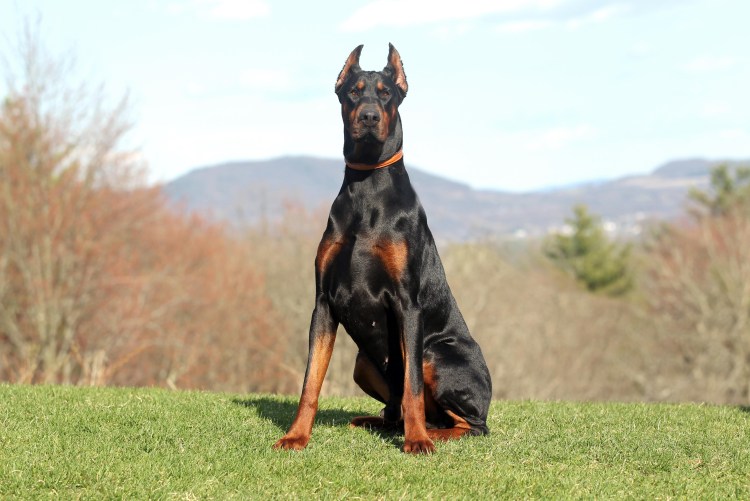 Доберман Эстетика