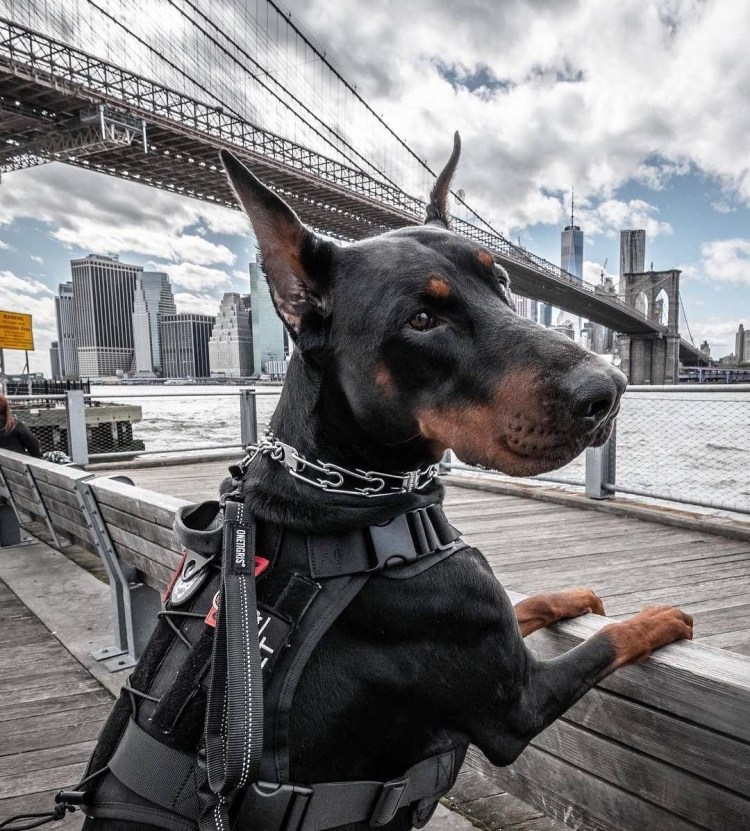 Полицейские собаки Доберманы