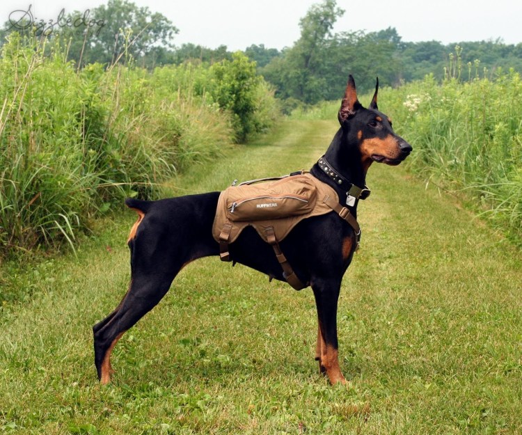 Полицейский Доберман пинчер
