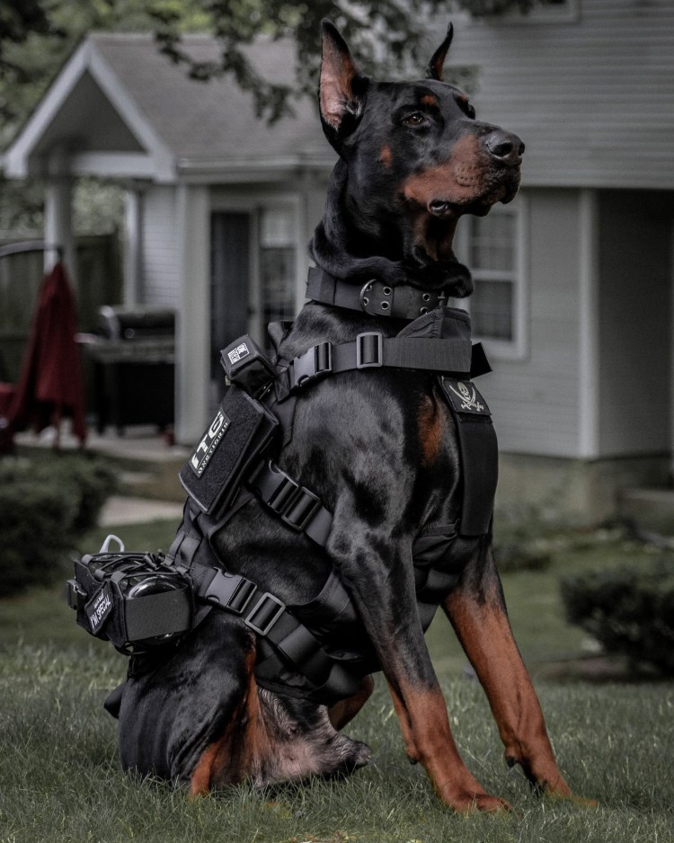 Доберман k9