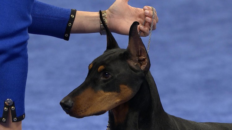 Доберман спасатель