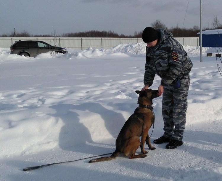 Порода Доберман