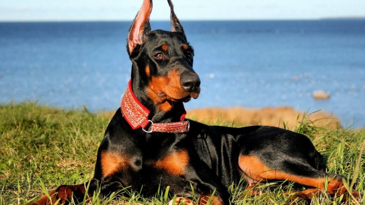 Собака Доберман