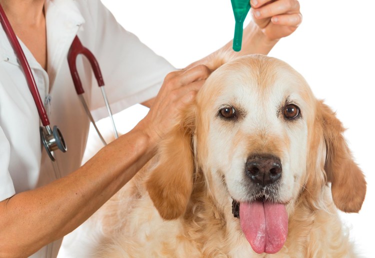 Красная волчанка у животных